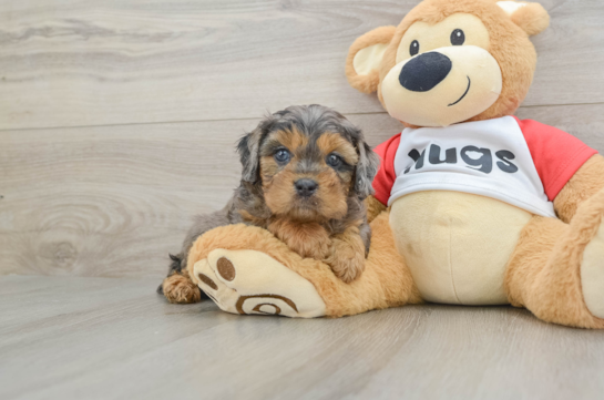Best Cavapoo Baby