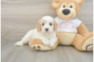Hypoallergenic Cavadoodle Poodle Mix Puppy