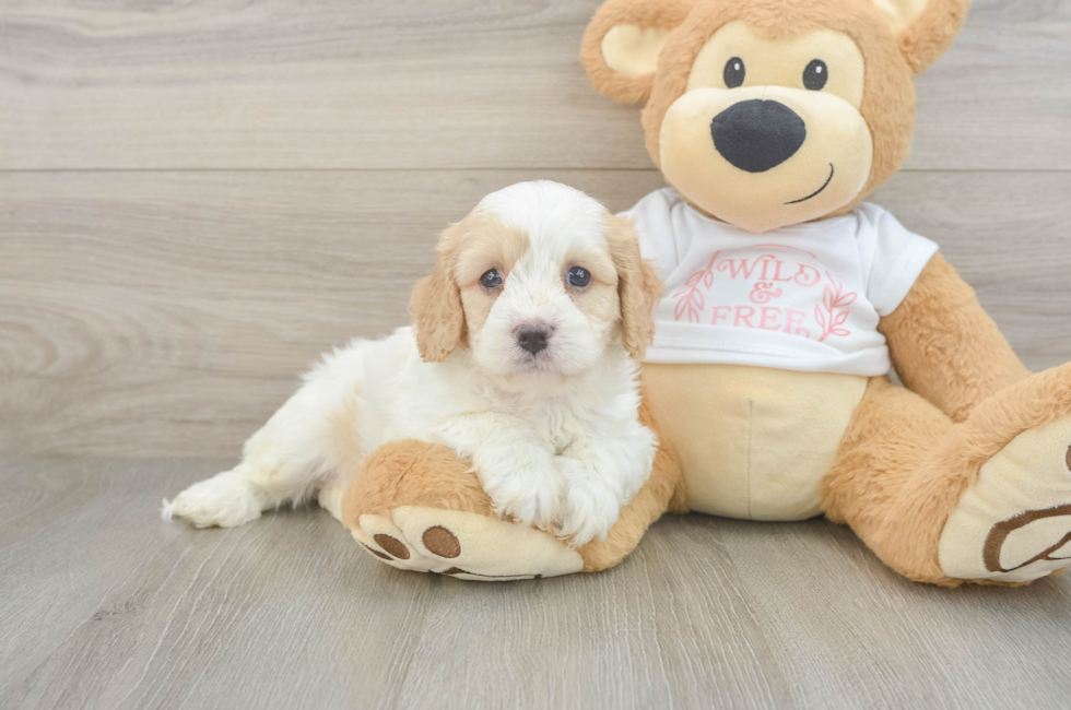 5 week old Cavapoo Puppy For Sale - Premier Pups