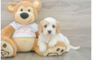 Cavapoo Pup Being Cute