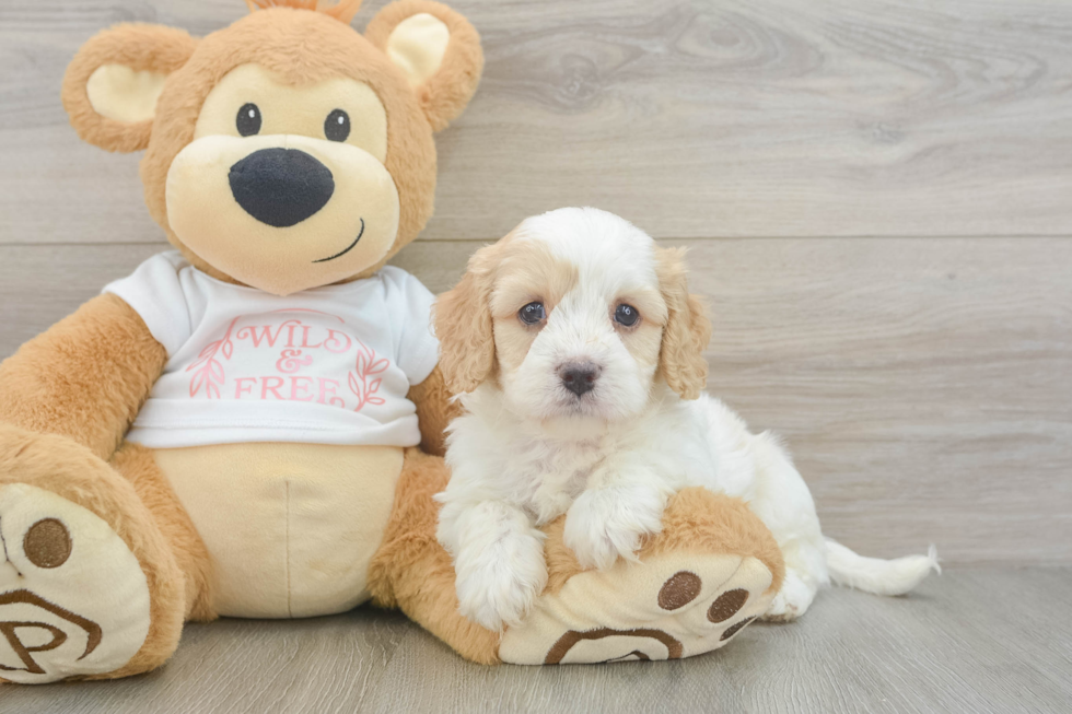 Cavapoo Pup Being Cute