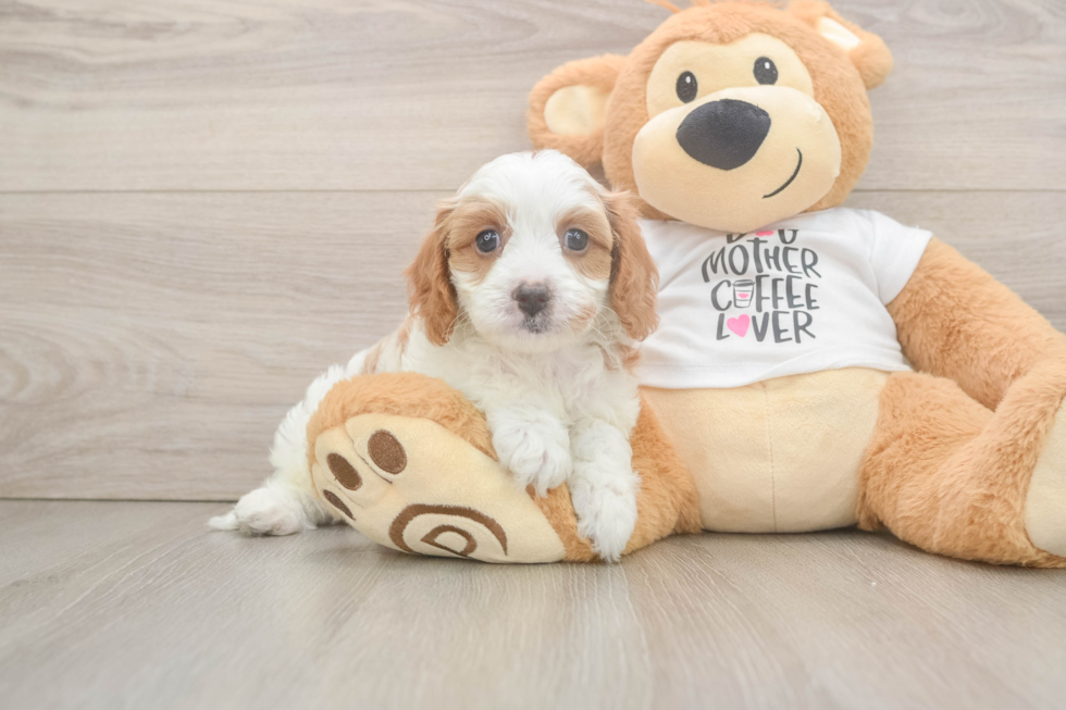 Popular Cavapoo Poodle Mix Pup