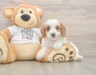 8 week old Cavapoo Puppy For Sale - Premier Pups