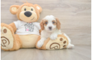 Cavapoo Pup Being Cute