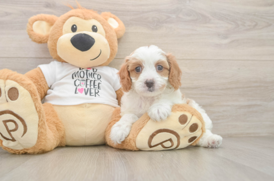 Cavapoo Pup Being Cute