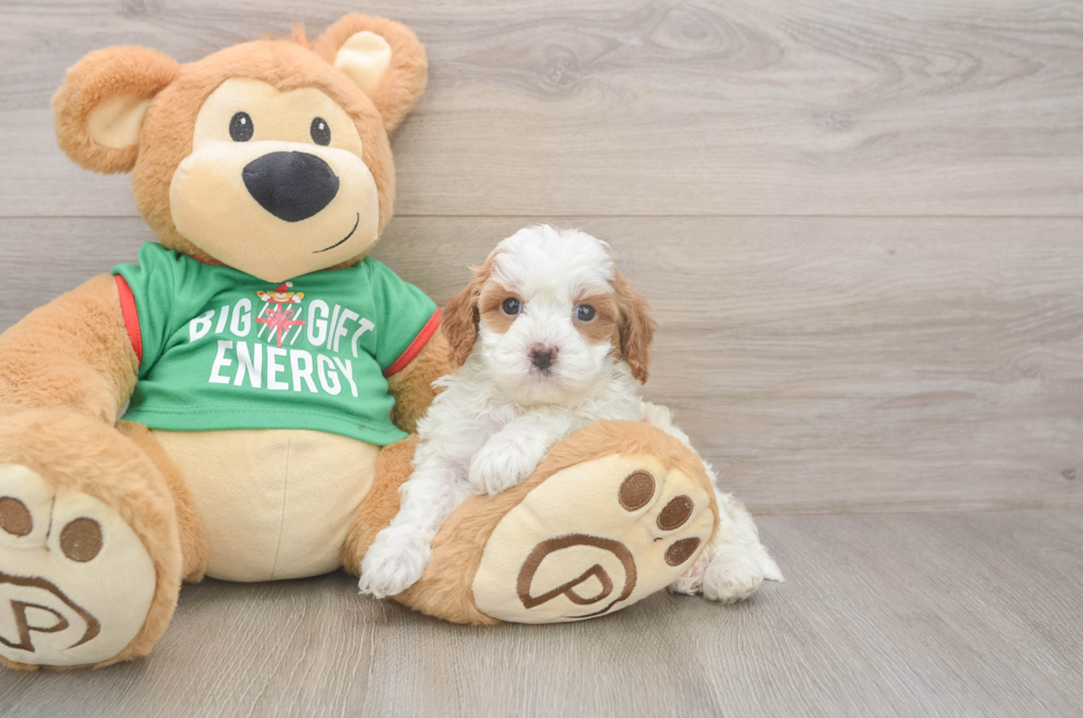 5 week old Cavapoo Puppy For Sale - Premier Pups