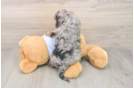 Cavapoo Puppy for Adoption