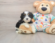 7 week old Cavapoo Puppy For Sale - Premier Pups