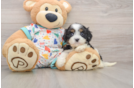 Cavapoo Puppy for Adoption