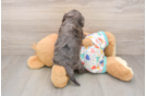 Petite Cavapoo Poodle Mix Pup