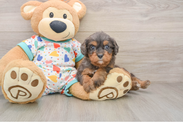 Cute Cavapoo Baby