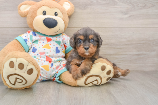Cute Cavapoo Baby