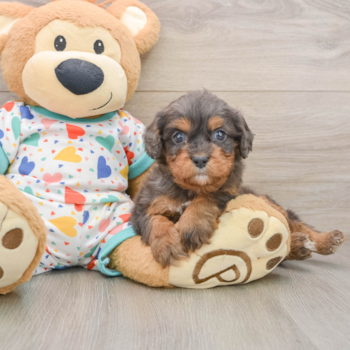 Cute Cavapoo Baby