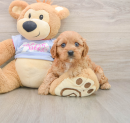 8 week old Cavapoo Puppy For Sale - Premier Pups