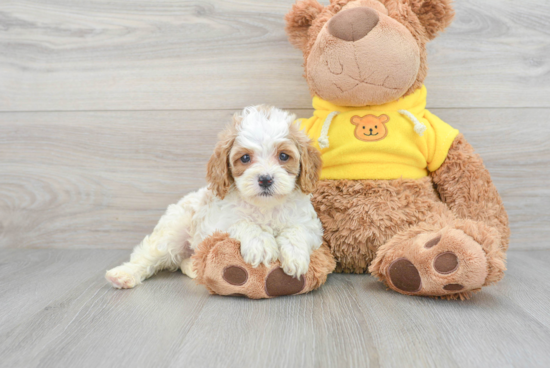 Best Cavapoo Baby