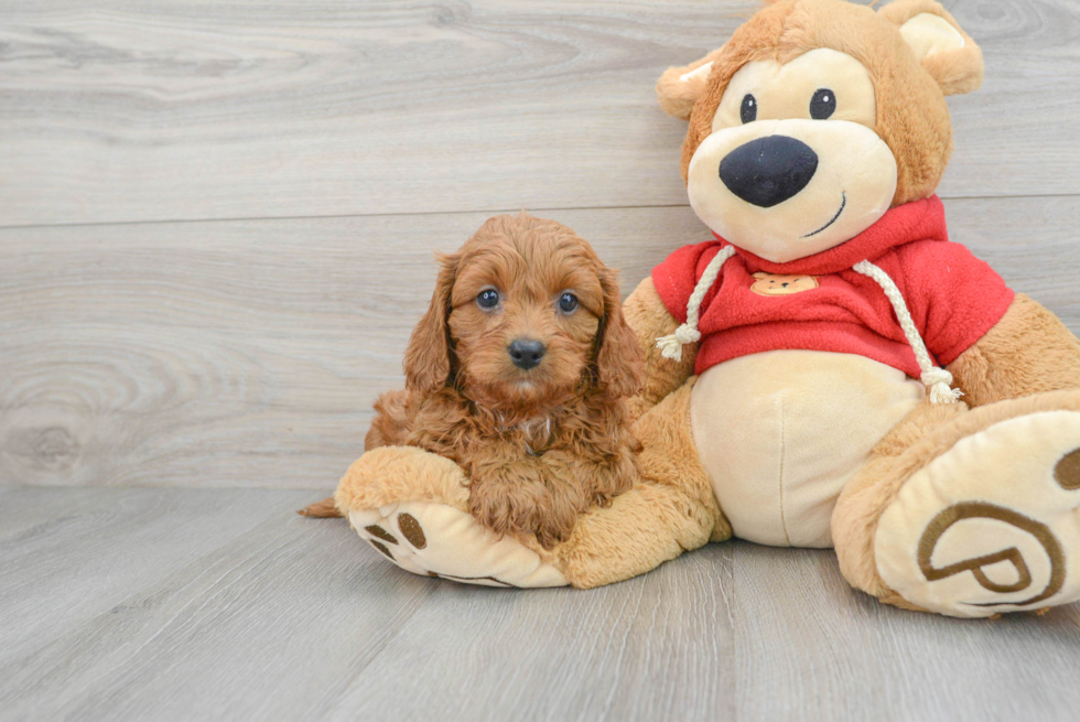 Cute Cavapoo Baby