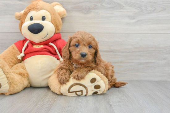 Hypoallergenic Cavoodle Poodle Mix Puppy