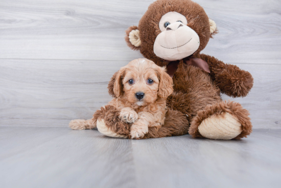 Cute Cavapoo Baby