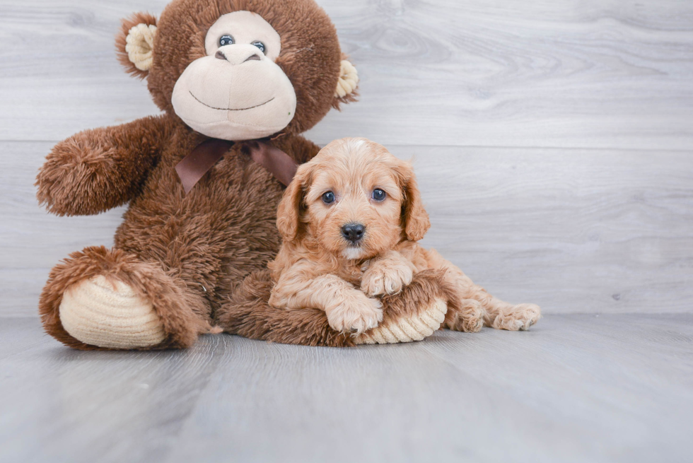 Adorable Cavoodle Poodle Mix Puppy