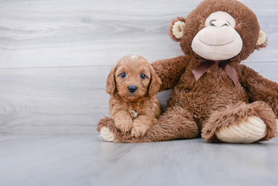 Small Cavapoo Baby