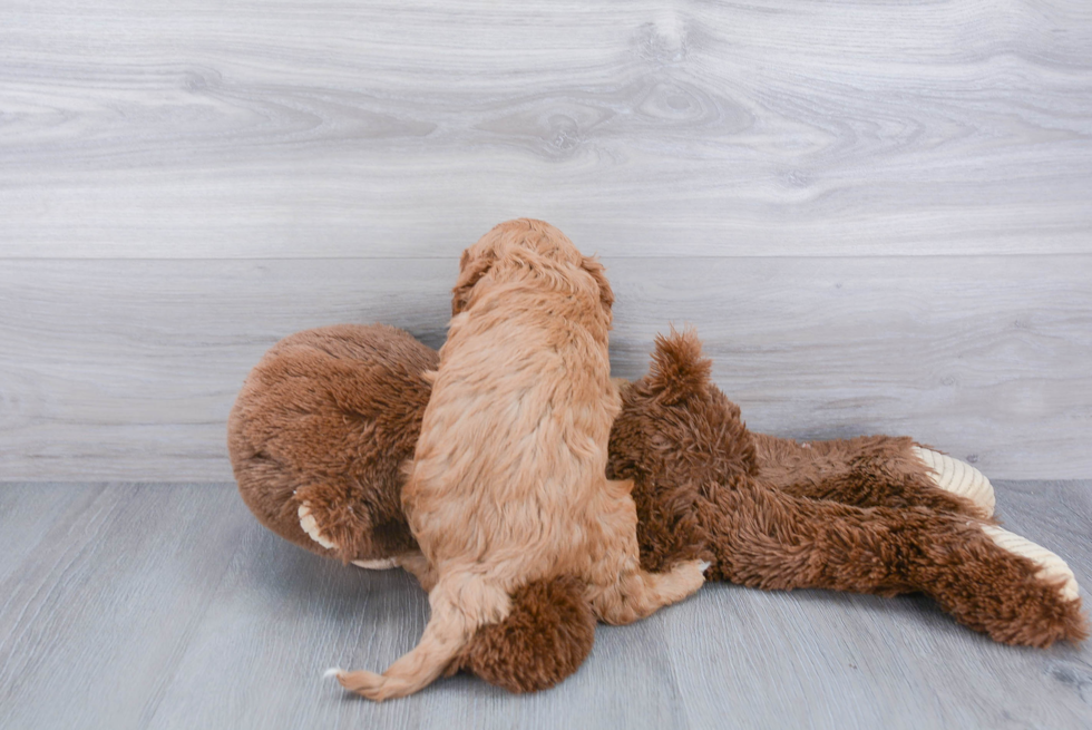 Cavapoo Pup Being Cute