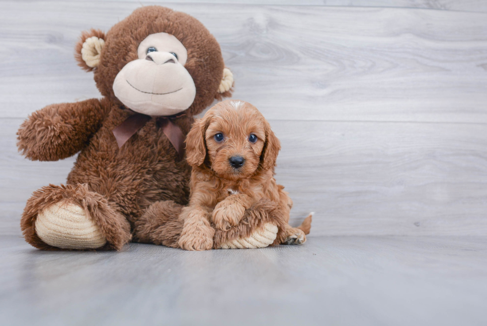 Adorable Cavoodle Poodle Mix Puppy