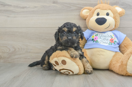 Sweet Cavapoo Baby