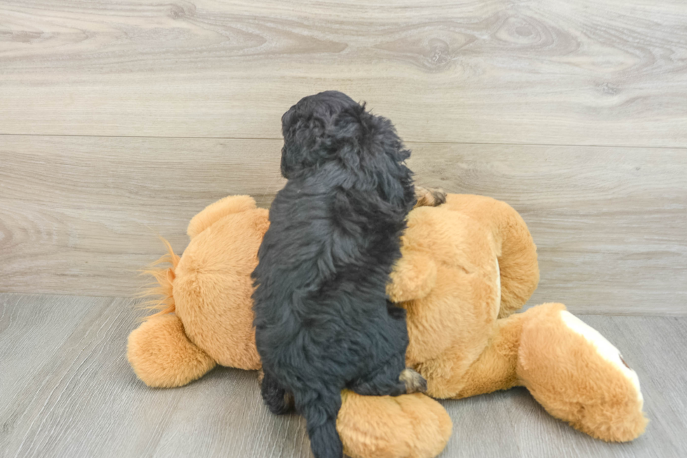 Hypoallergenic Cavadoodle Poodle Mix Puppy