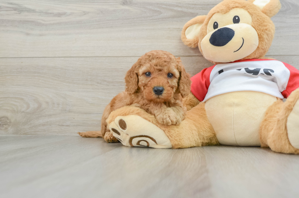 5 week old Cavapoo Puppy For Sale - Premier Pups