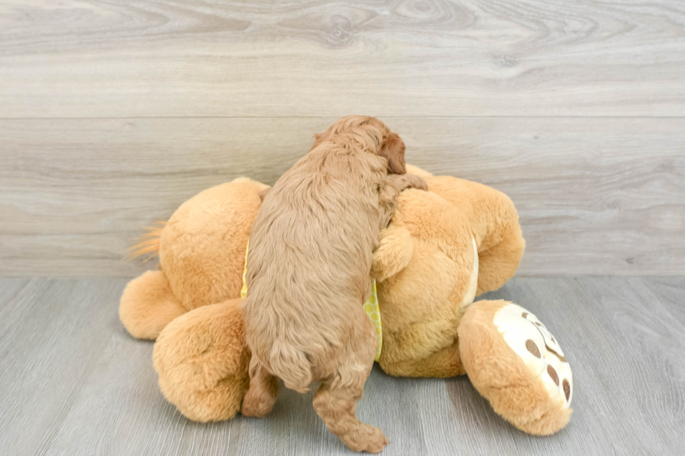 Cavapoo Pup Being Cute