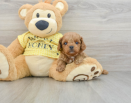 8 week old Cavapoo Puppy For Sale - Premier Pups