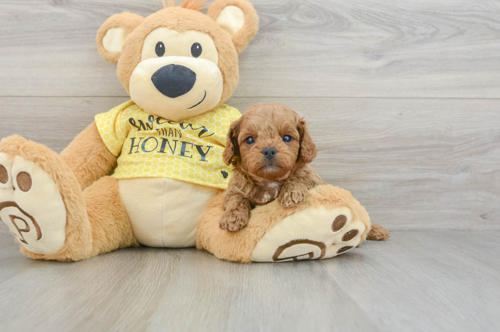 5 week old Cavapoo Puppy For Sale - Premier Pups