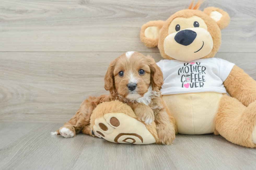 5 week old Cavapoo Puppy For Sale - Premier Pups