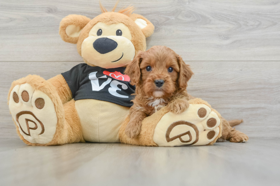 5 week old Cavapoo Puppy For Sale - Premier Pups