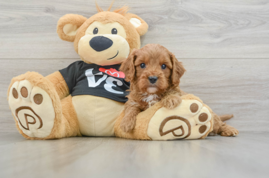 Best Cavapoo Baby