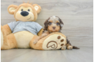 Hypoallergenic Cavadoodle Poodle Mix Puppy