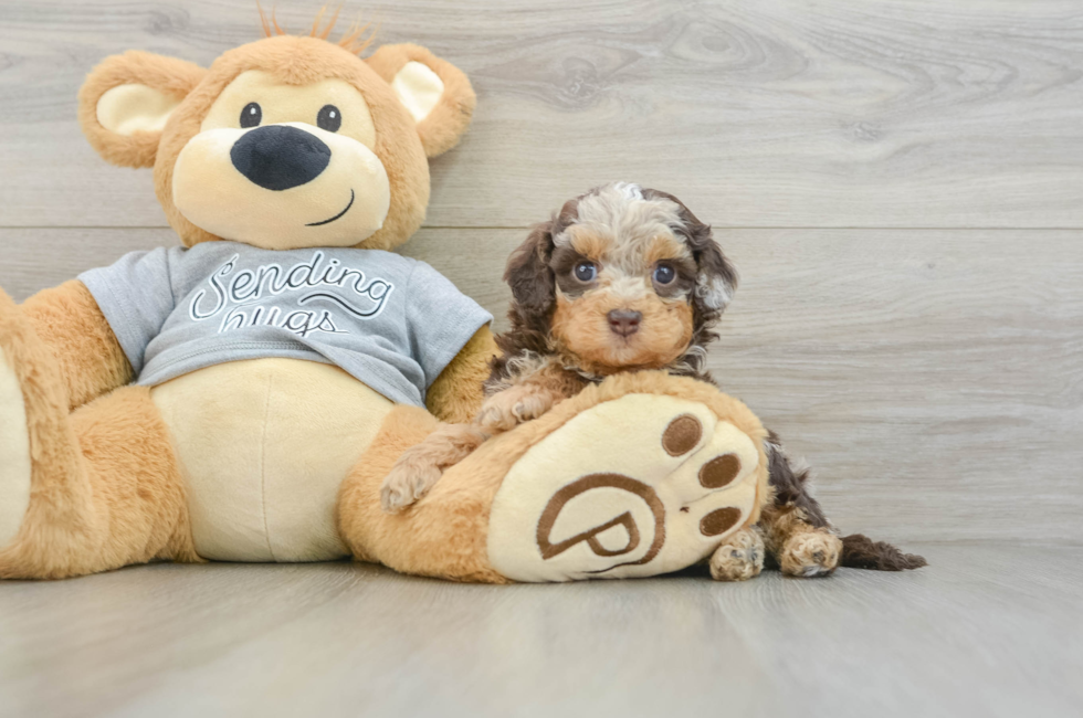 5 week old Cavapoo Puppy For Sale - Premier Pups