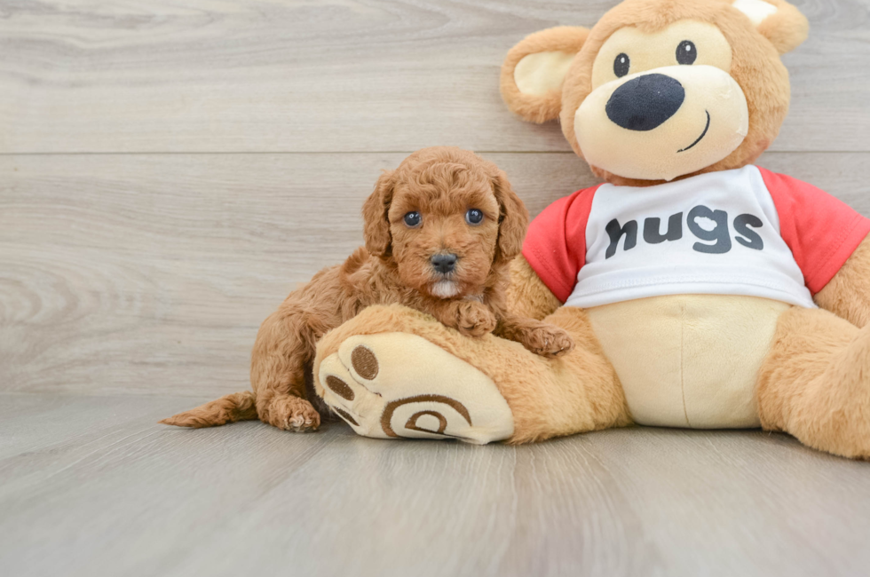 6 week old Cavapoo Puppy For Sale - Premier Pups