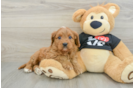 Small Cavapoo Baby