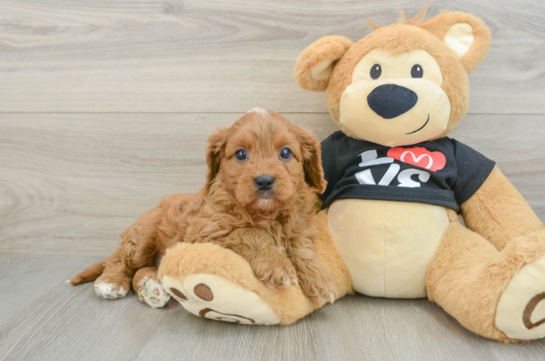 Small Cavapoo Baby