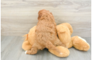 Cavapoo Puppy for Adoption