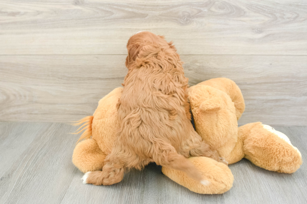 Cavapoo Puppy for Adoption