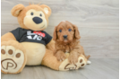 Small Cavapoo Baby