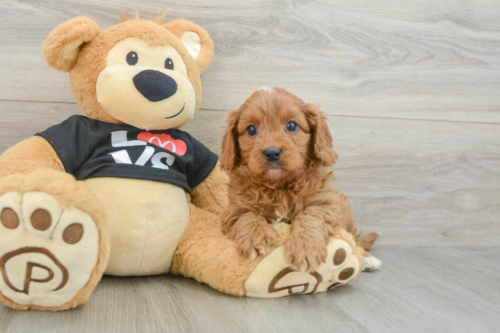 Small Cavapoo Baby