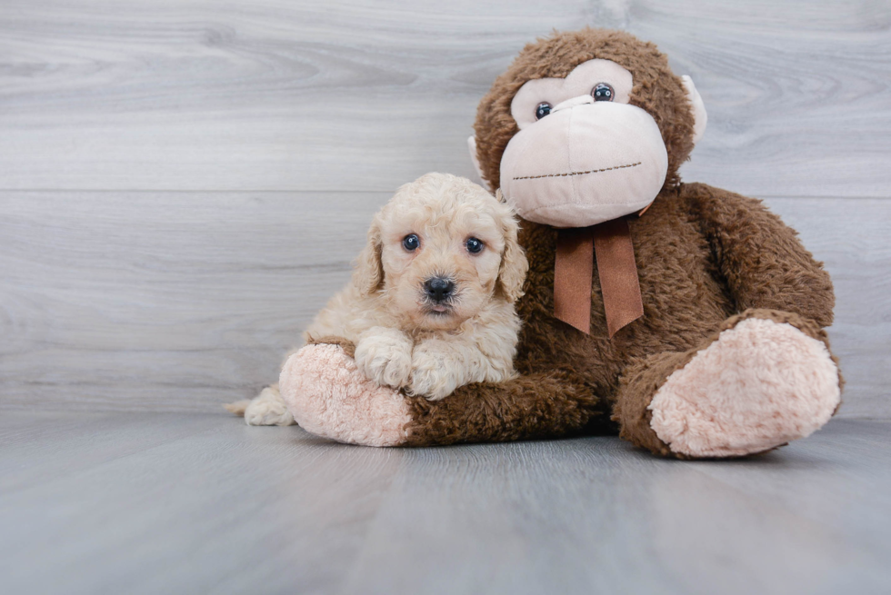 Hypoallergenic Cavoodle Poodle Mix Puppy