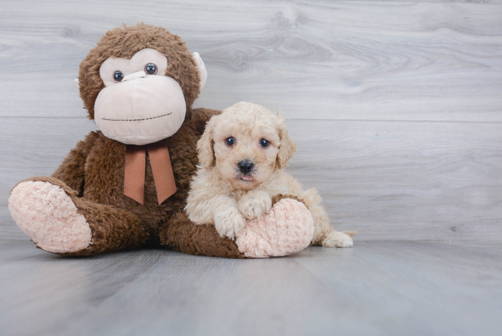 Cavapoo Puppy for Adoption