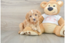 Funny Cavapoo Poodle Mix Pup