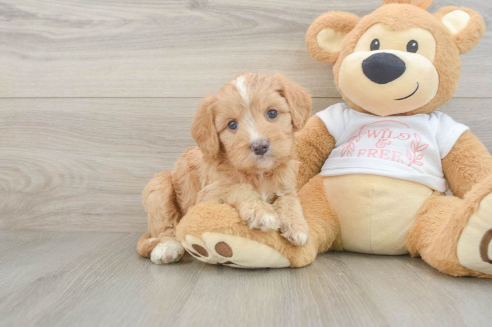 Funny Cavapoo Poodle Mix Pup
