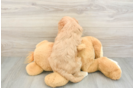 Funny Cavapoo Poodle Mix Pup