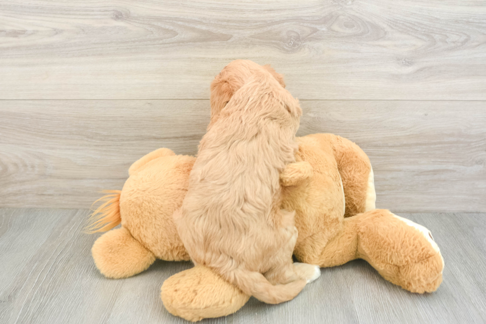Funny Cavapoo Poodle Mix Pup